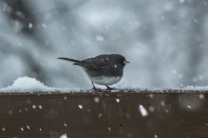 bird snow children flying