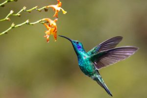 Hummingbird poem