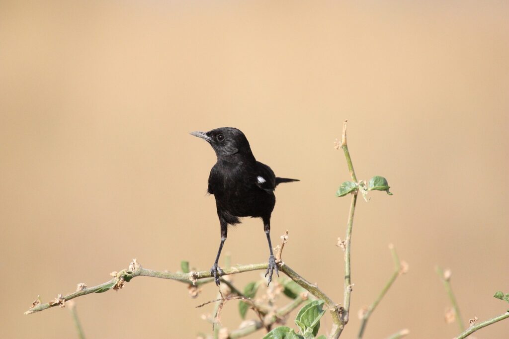 bird, animal, sooty chat-171215.jpg