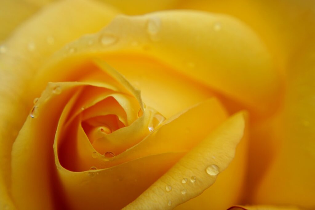 yellow rose, flower, rose-4251915.jpg