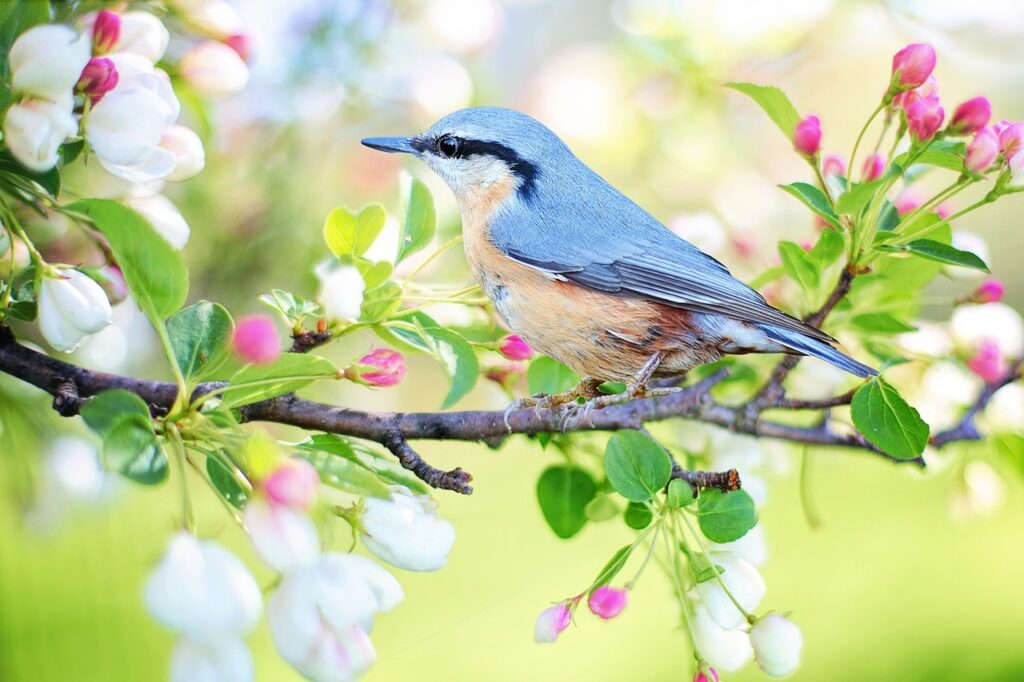 bird, branch, perched-2295431.jpg