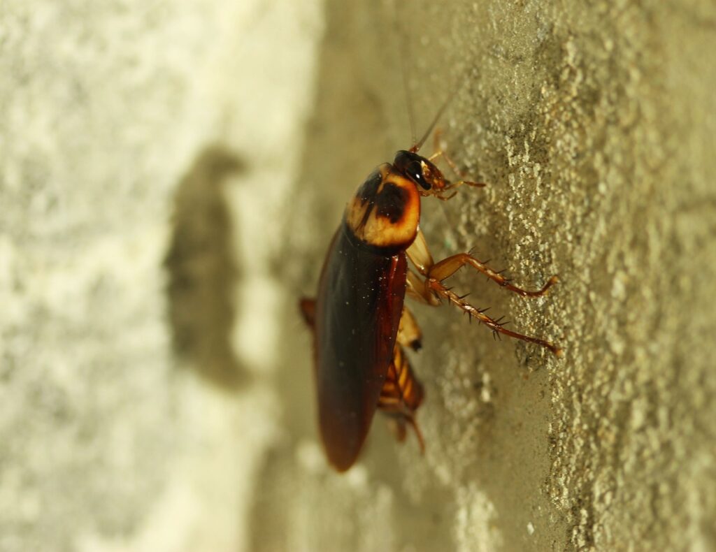 cockroach, brown-834021.jpg