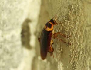 cockroach, brown-834021.jpg