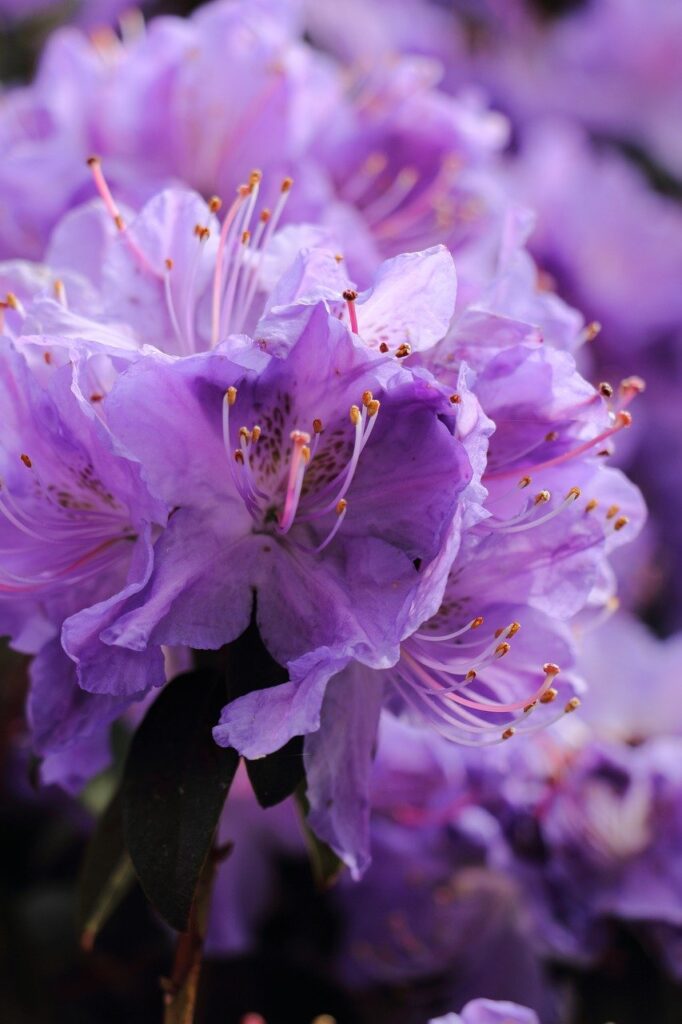 flower, rhododendron, botany-8054861.jpg