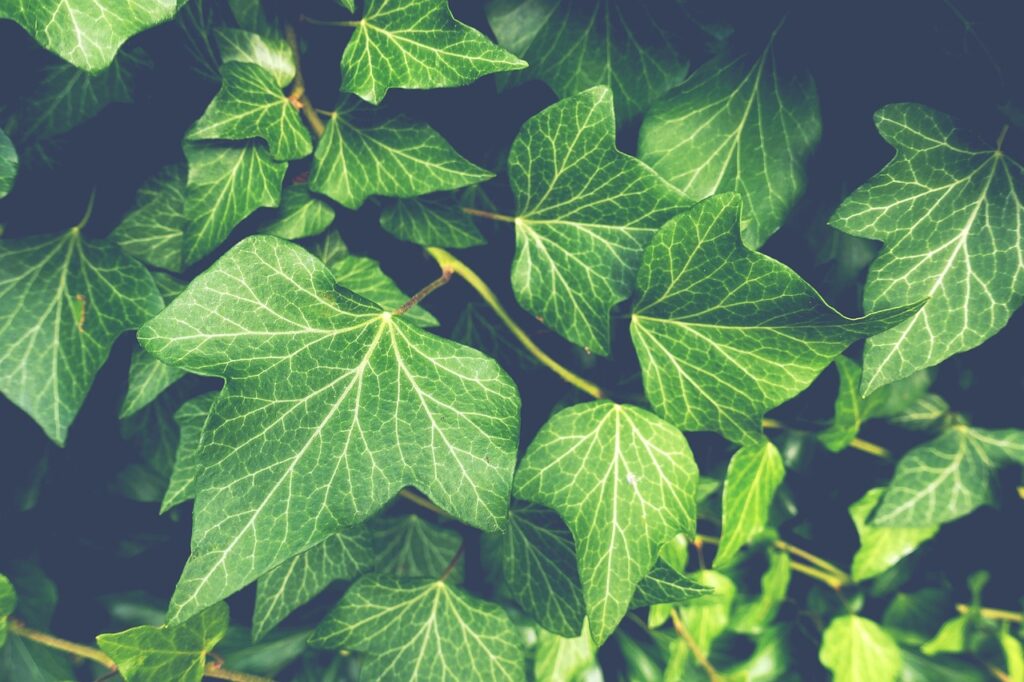 ivy, plants, leaves-3519431.jpg