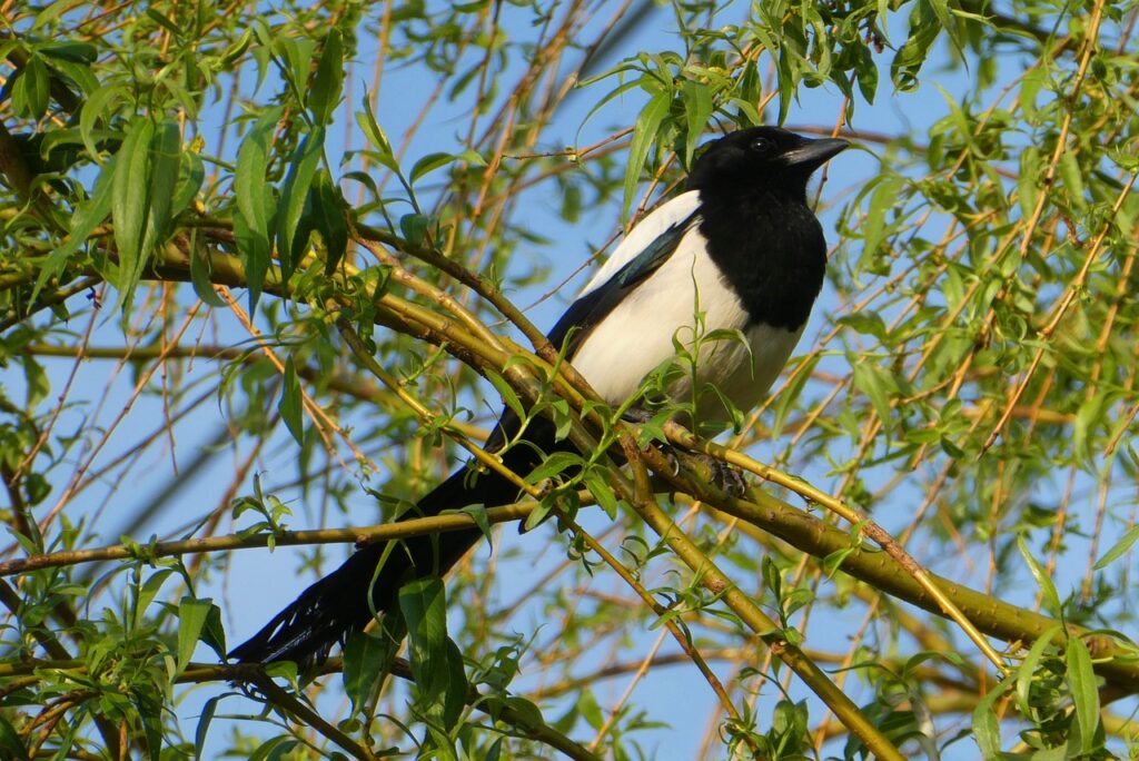 magpie, tree, branch-4150638.jpg