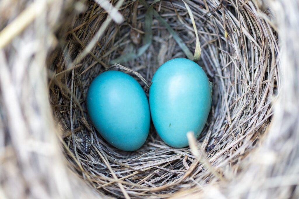 bird, eggs, nest-1541297.jpg