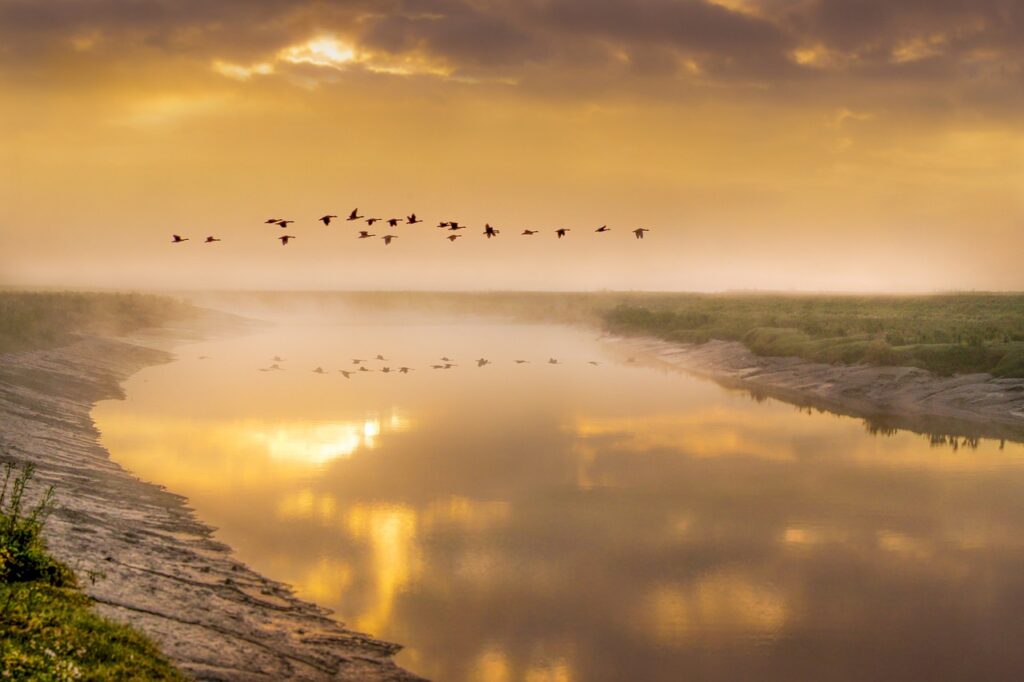 birds in flight, geese, bird-5366034.jpg