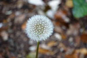 dandelion, flower, flora-1875879.jpg