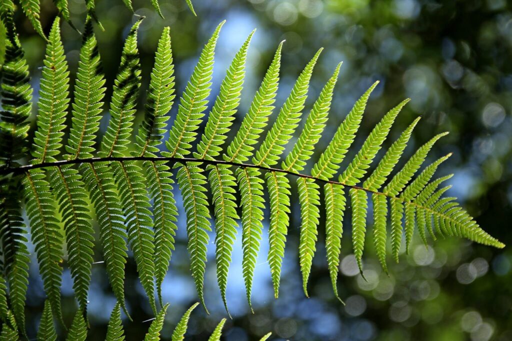 green-fern-leaf-natural-37398.jpg