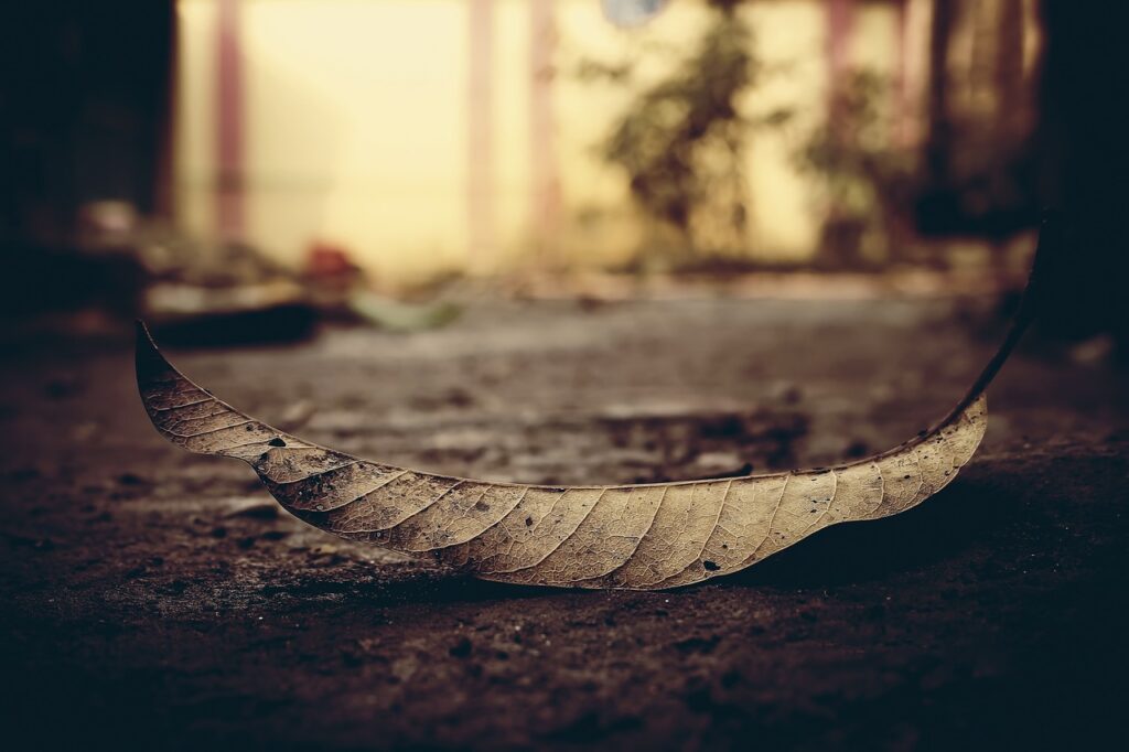 leaf, dead, dry leaf-2690198.jpg