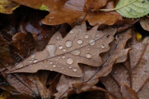 leaves, nature, autumn