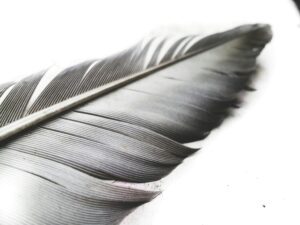 Detailed close-up of a black feather on a white background, showcasing natural textures.