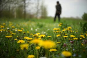 Close-up of yellow dandelions in a spring field with a blurred figure in the background.