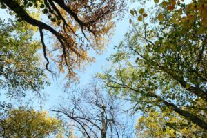 Looking up through colorful autumn tree canopy with clear blue sky.