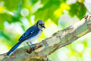 A striking blue jay perched on a tree branch, captured in the vibrant outdoors of Canonsburg, Pennsylvania.
