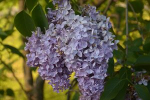 Vibrant lilac blossoms in full bloom, showcasing their soft purple hue against green leaves.