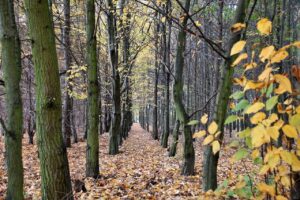 autumn, forest, leafy, nature, trees, colored, october, advice, alley, fallen, šustící, pup, leaves